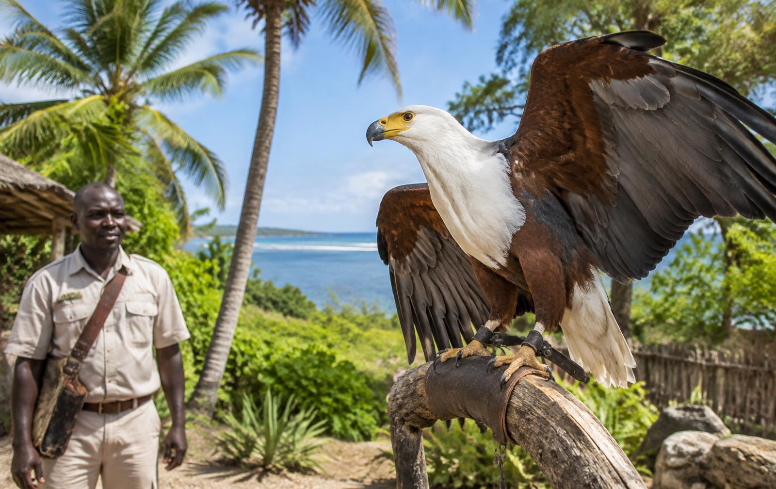 African fish eagle at a coastal falconry experience